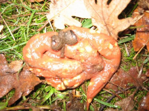 Excremento Garduña